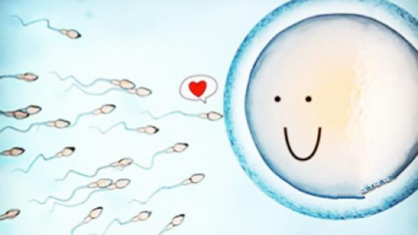 卵子排出后多久有受孕能力,卵子排出后最佳受孕时间,卵子排出后多久有受孕能力最强