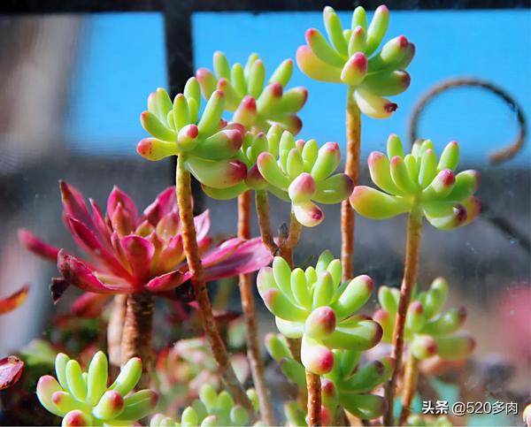 50种公认好养的多肉- 头条搜索