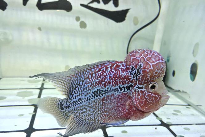 鹦鹉属于海水鱼还是淡水鱼？