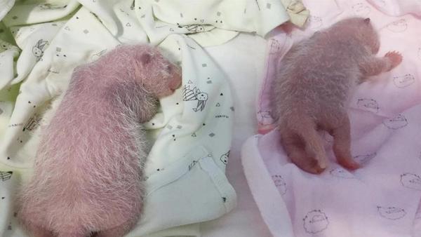 重庆动物园两只大熊猫同日生下双胞胎幼崽