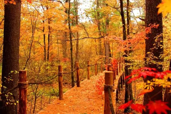 文言文中譬如的意思('文言文中譬如的意思是什么)