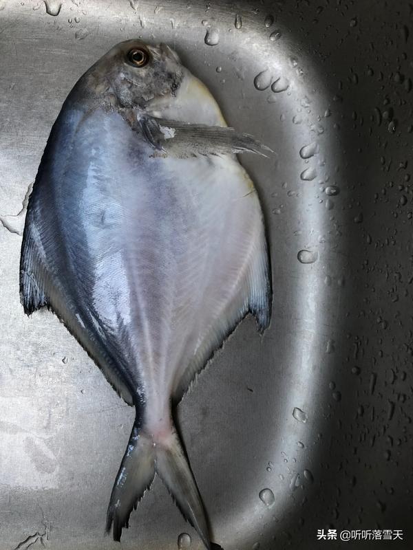 鲳鱼分为哪几种(鲳鳊鱼分几种)