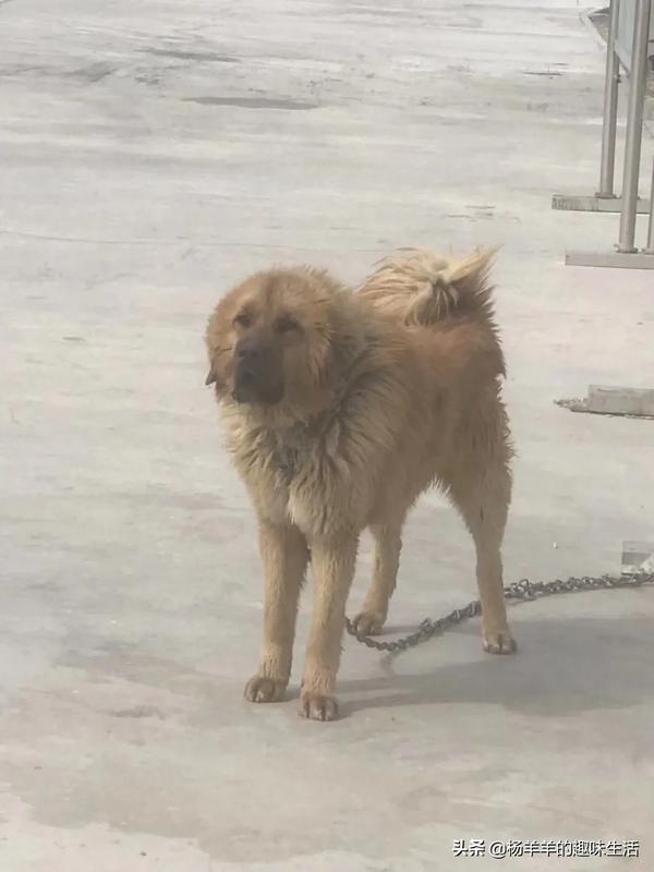 狗叫叮当的电影(狗叫叮当的电视剧)