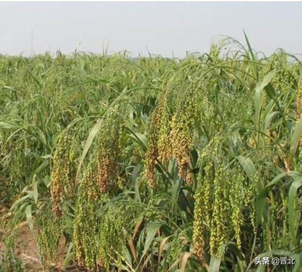 黍子面是不是俗称粘面（黏面是黍子做的吗）