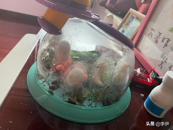 蚕宝宝为什么爬到盒子边上(蚕宝宝往盒子外面爬)