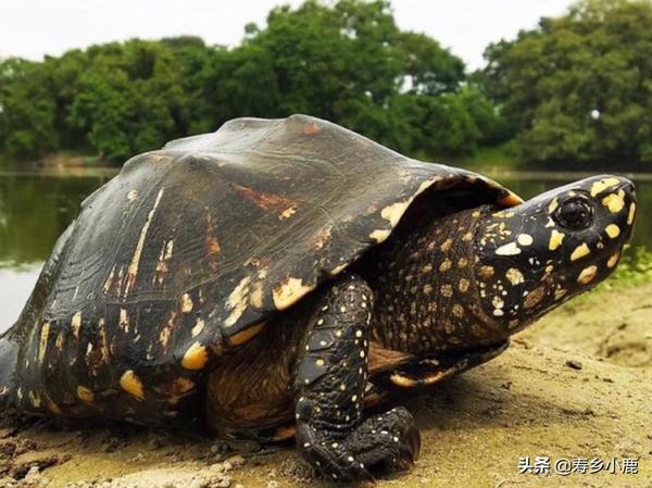 斑点池龟的饲养方法（斑点池龟饲养教程）