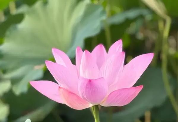 我们学校将要举行一个活动英语（举行教学日活动英语怎么说）