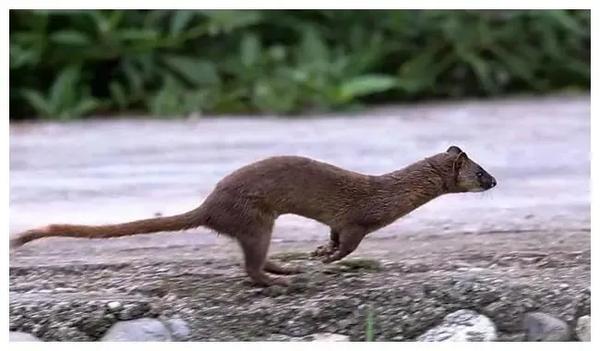 怎样捉黄鼠狼最有效（你可知道怎么抓黄鼠狼）