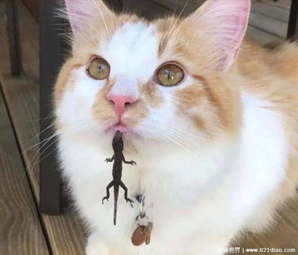 一张图片笑死10亿人（一张照片笑死10亿人）