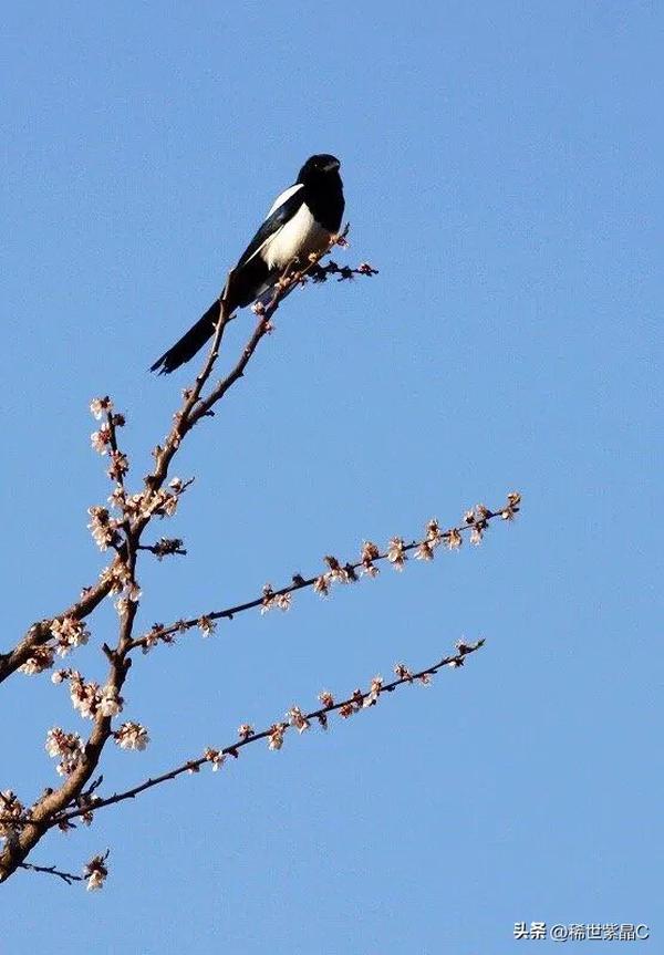 喜鹊的象征意义四个字来概括(喜鹊的象征意义四个字来概括它的形象)