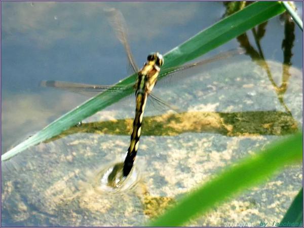 中国文学作品英译的意义（中国文学作品英译的意义和作用）