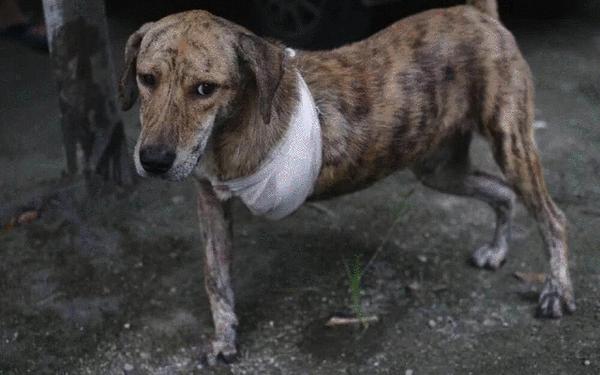 救了流浪猫其实是猫救了你（救了流浪猫其实是猫救了你总概内容）