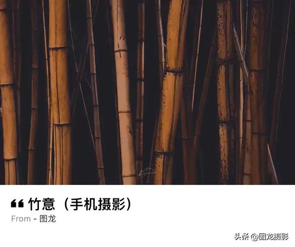 都美竹子个人背景(都美竹子个人简介照片)