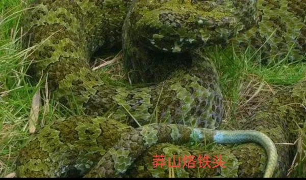 白蛇是什么蛇(白蛇是什么蛇在风水中)