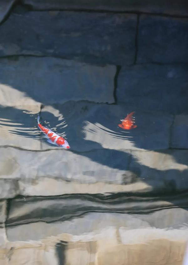 释放英文短语怎么写(释放用英文短语怎么说)