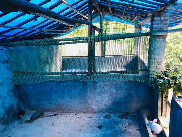 家养小兔子吃哪些食物（家养小兔子吃什么食物）