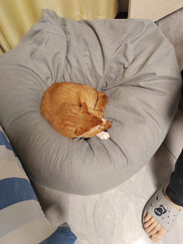 为什么流浪猫都是橘猫（为什么流浪猫都是橘猫-原来是这几种原因!）