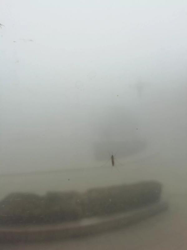 蚊子生命期多长(蚊子寿命是多少时间)