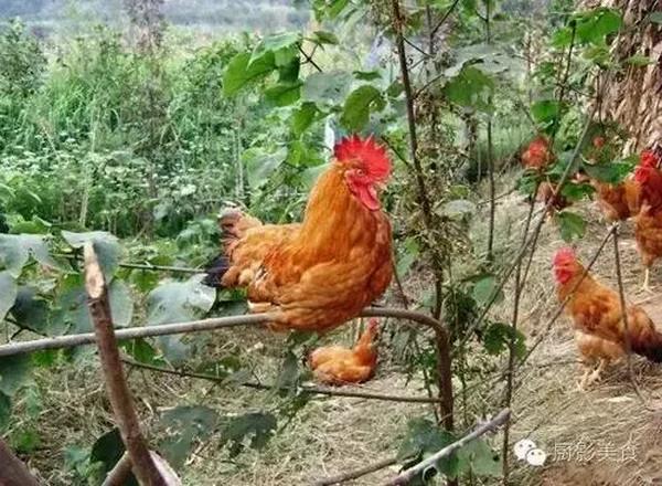 炖鸡焯水和不焯水的区别（炖鸡胗需要焯水吗）