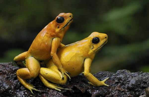 我的世界十大最恶心的生物(我的世界最惨的十大生物)