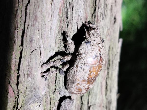 知了为什么一晚上就死了(知了过一晚上会死吗)