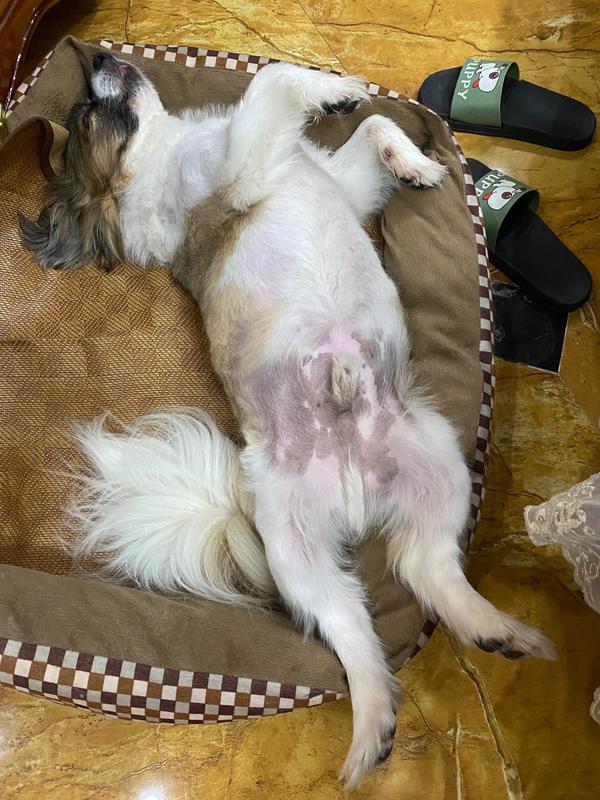 京巴犬（京巴犬的优缺点）