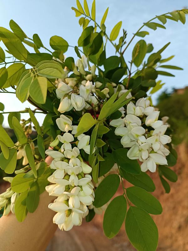槐花能冷冻保存吗(槐花可不可以冷冻)