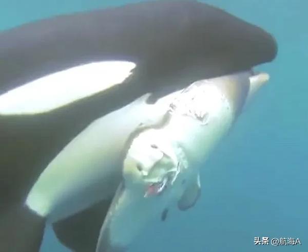 虎鲸的智商相当于人几岁（虎鲸的智商相当于人几岁）