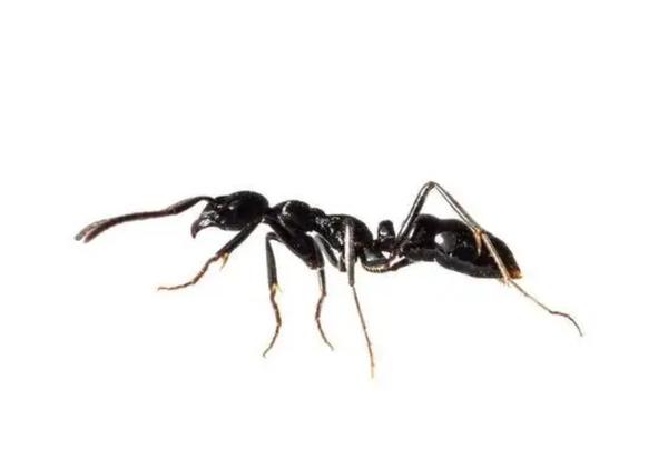 蚂蚁窝在家里墙体里怎么处理_家里有蚂蚁找不到窝怎么办能除根
