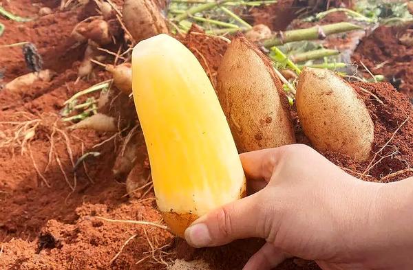 枇杷什么品种最好吃(枇杷什么品种最好吃最甜)