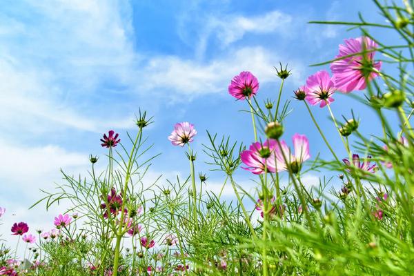 怎么追回已经分手的女朋友（女朋友分手了怎么追回来）