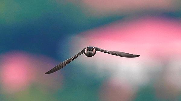 照片做成动图(如何把照片变成动漫图片)