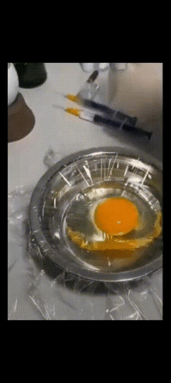 鸡蛋的内部结构(鸡蛋的内部结构示意图)