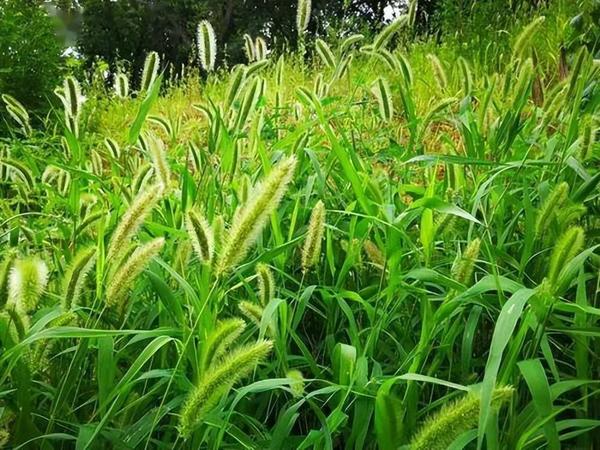 狗的尾巴有什么作用（鱼的尾巴有什么作用）