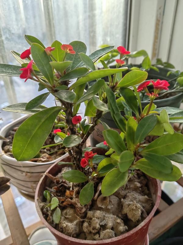 把自己养胖的游戏(把女生养胖的游戏)