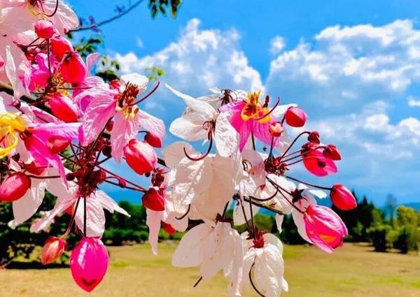 泰国美称是什么（泰国美称叫什么）