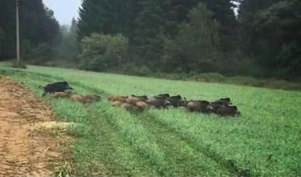 重置版繁衍计划 花木柔(重置版繁衍计划29)