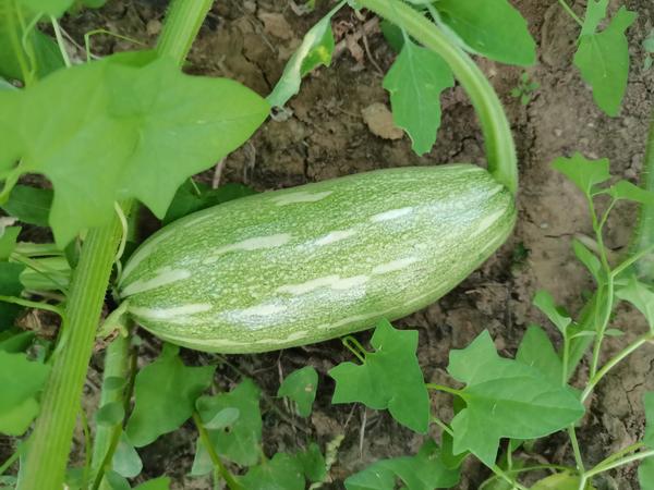 豆角种子放了三年还能种吗(豆角种子能放几年)