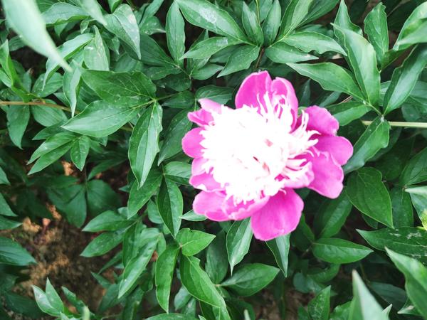 别人说抛砖引玉我该接什么话（别人说自己抛砖引玉怎么回答）