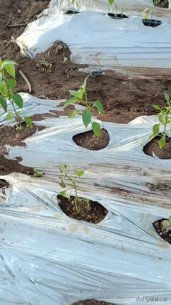 辣椒种植与管理技术(辣椒种植与管理技术秋冬季)