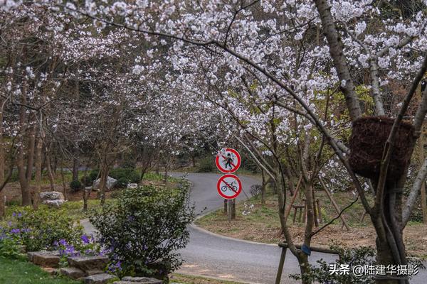 春分节气开什么花_春分节气开什么花朵