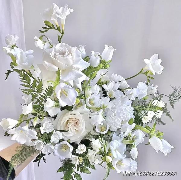 格桑花的含义是什么(格桑花象征什么意义)