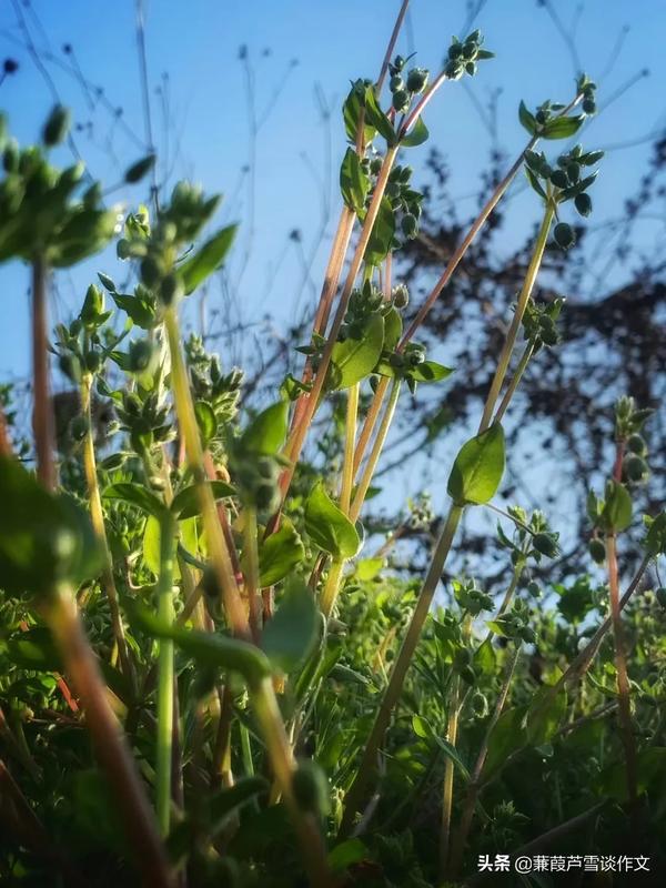 小学生怎样投稿发表文章(小学生投稿哪里最好发表)