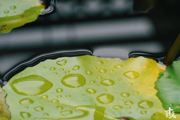 佛教中婆娑的意思(佛教中婆娑的意思解释)