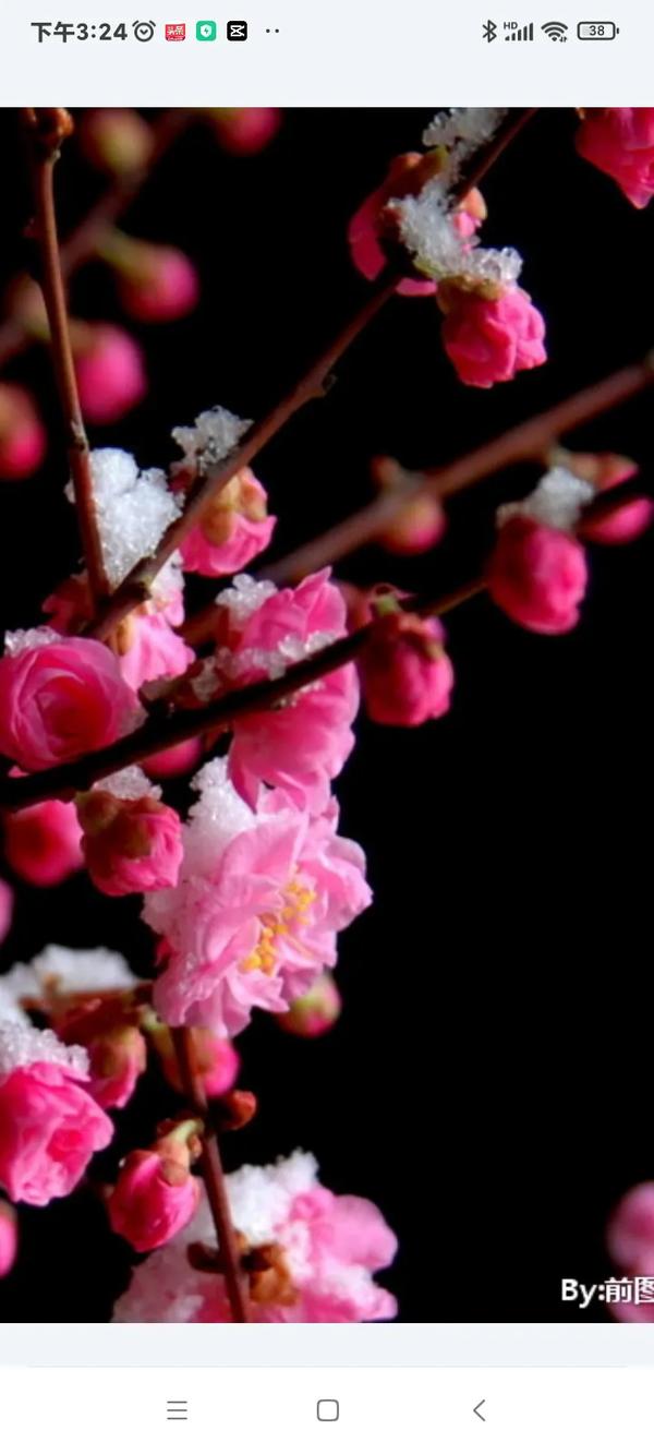 李桃(李桃夭夭)