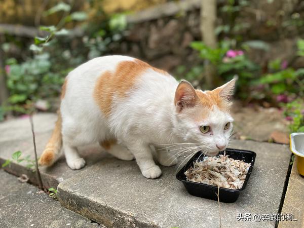 如何办猫饭（怎么给猫做猫饭）