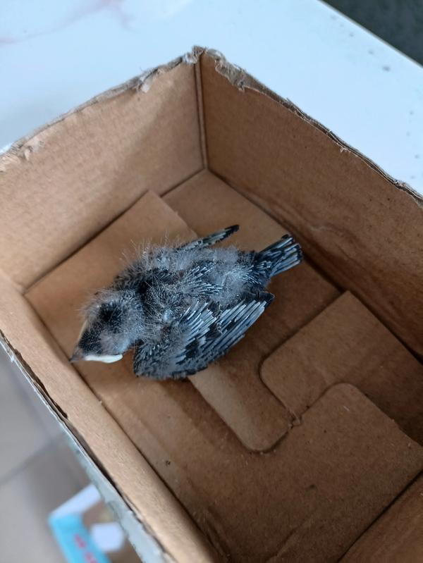 燕子突然死在我家咋办_燕子窝三大禁忌