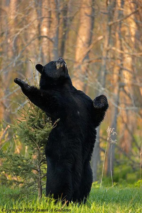 什么的黑熊表演什么的节目_什么的黑熊表演什么的节目作文