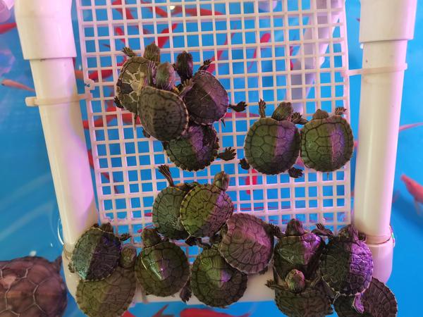 重庆风景区旅游景点排行榜(重庆风景区旅游景点排行榜)