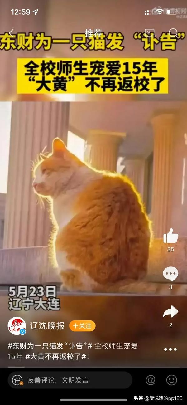 猫和人的缘分是前世的(人与猫的缘分)